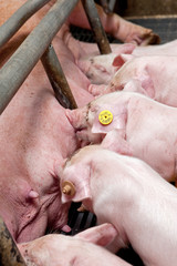  Lactation. Piglets nursing. Pigs at stable. Pigbreeding. Farming Netherlands