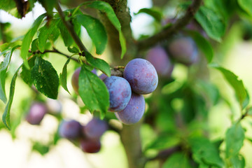 Moravian plums on tree ready to harvest for popular alcohol drink Slivovitz plum brandy