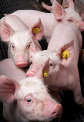  Pigs at stable. Pigbreeding. Farming Netherlands