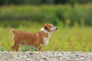 Kleiner Mischling in der Wiese