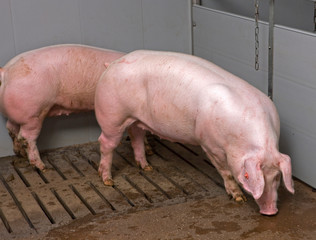  Pigs at stable. Pigbreeding. Farming Netherlands