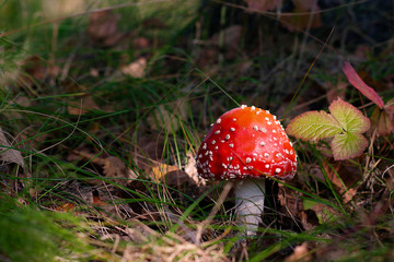 Colourful fly agaric in the grass in the autumn forest