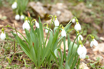 Snowdrop flowers blooming in winter