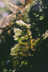 fern on soil and tree in forest
