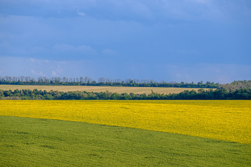 View of a hilly area with fields of bright yellow blooming sunflowers. At the edge of the fields trees grow.