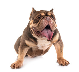 american bully in studio