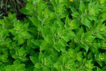 Green lush leaf background, natural leaves plant pattern or textur