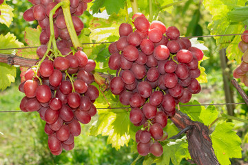 bunch of pink grapes on the vine and green leaves close-up. Industrial Grape Garden