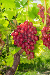bunch of pink grapes on the vine and green leaves close-up. Industrial Grape Garden