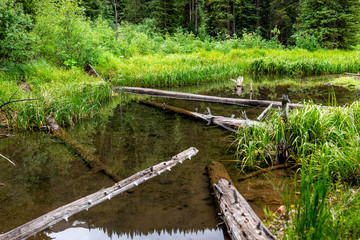 Mountain river beaver pond in rocky mountains in summer of 2019 on Conundrum Creek trail in Aspen,...
