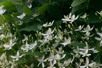 Fragrant white flowers of Clematis flammula or clematis Manchurian