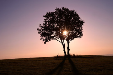 Fototapeta na wymiar Romantic purple sunset behind mystic tree on the grassy hill