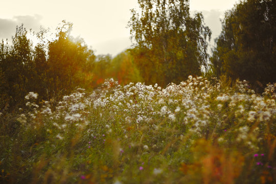 Light backdrop. Beautiful autumn nature. Autumn garden. Grass background. Green farm. Summer color. Abstract art.