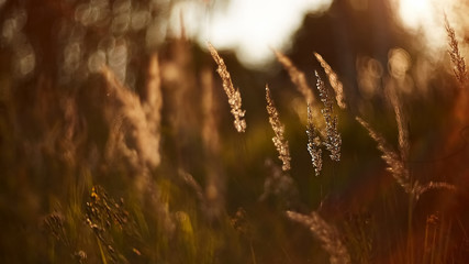 Obraz premium Light backdrop. Beautiful autumn nature. Autumn garden. Grass background. Green farm. Summer color. Abstract art.