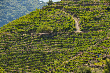 Vineyards in espalier on the slopes of a hill in Ribera Sacra, Ourense, Galicia.