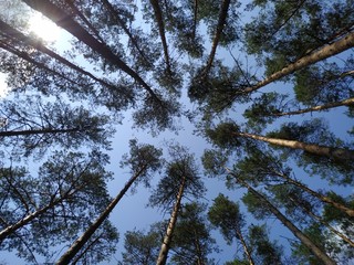 Sunshine in the green forest. Blue sky.