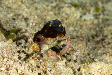 Corallimorph Decorator Crab, Cyclocoeloma tuberculata, Cyclocoeloma is a genus of crabs in the family Majidae, containing the single species Cyclocoeloma tuberculata