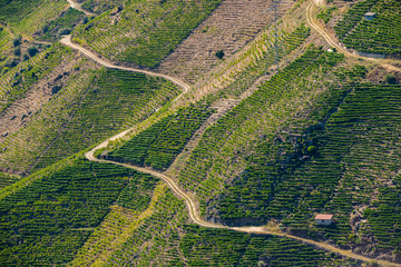 Vineyards in espalier on the slopes of a hill next to the river Sil, in Ribera Sacra, Ourense,...