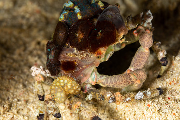Corallimorph Decorator Crab, Cyclocoeloma tuberculata, Cyclocoeloma is a genus of crabs in the family Majidae, containing the single species Cyclocoeloma tuberculata