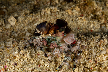 Corallimorph Decorator Crab, Cyclocoeloma tuberculata, Cyclocoeloma is a genus of crabs in the family Majidae, containing the single species Cyclocoeloma tuberculata