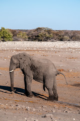 One big male African Elephant -Loxodonta Africana- standing next to a waterhole in Etosha National Park.