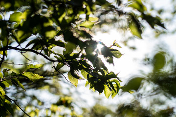 Natural background of green plants. Vegetation in the natural environment.