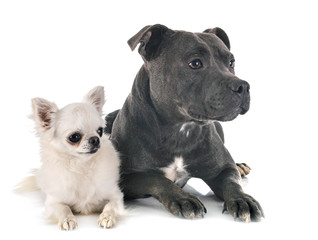 staffordshire bull terrier and chihuahua