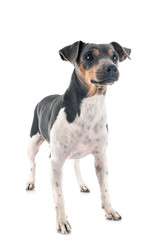 Brazilian Terrier in studio