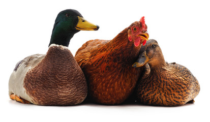 Ducks and chicken.