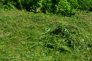 Pile of mown lawn grass in the spring garden