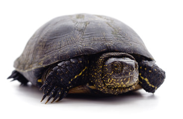 Wild black turtle.