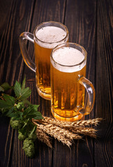 Two glass mugs with transparent beer and stalks of wheat and  hops stand on  wooden rustic textured table.