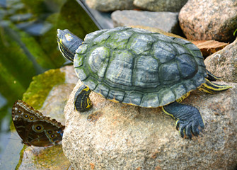 Small turtle with black and yellow stripes standing on the stone with butterfly