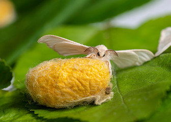 Couple of Silkworm on a yellow cocoon with green background