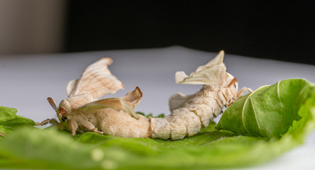 Silkworm making love 