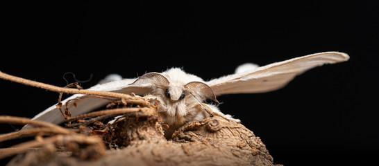 Silkworm on a branch with black background