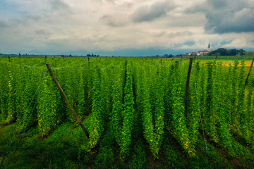 Organic hops plantation ready to harvest. Traditional eco beer brewery.