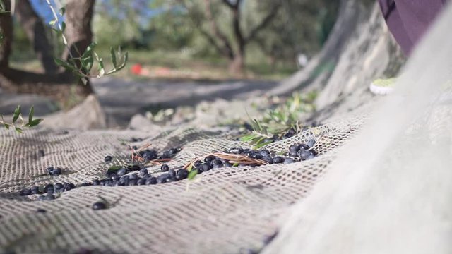 Tasty juicy succulent olives dropping and jumping in the net during olive harvesting in an olive grove. 