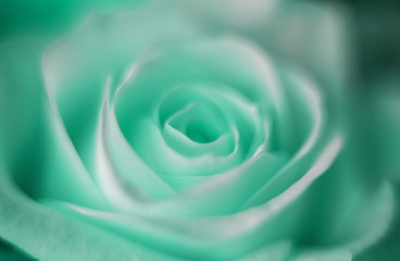Fresh mint green rose close up macro photography of petals.