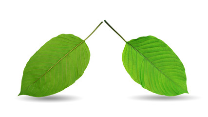 Mitragyna speciosa Korth.(Front and back view) Located in the family Rubiaceae. It is a medicinal plant and is addictive.Isolated on white background this has clipping path.        