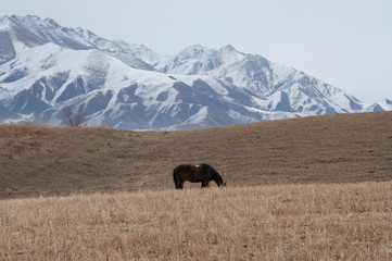 Horse and Mountains