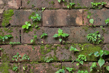 Wall of old red bricks covered with green moss and greenery with leaves. Background from a mossy vertical brick surface.
