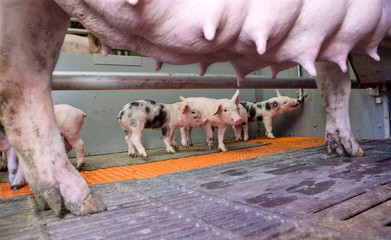  Lactation. Piglets nursing. Pigs at stable. Pigbreeding. Farming
