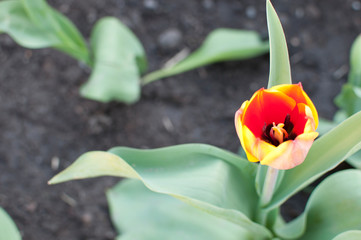 Spring Tulip