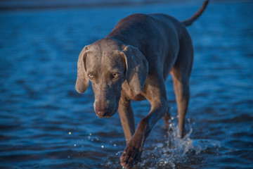 Weimaraner- Ocala from X&aacute;lonia
