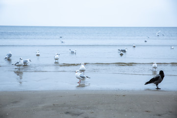 Seagulls and a crow on the cold beach. Birds in winter season at the seaside. Nature concept.