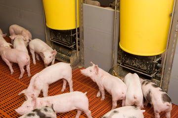 Piglets.. Pigs at stable. Pigbreeding. Farming