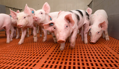 Piglets.. Pigs at stable. Pigbreeding. Farming