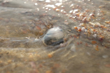 seachell on the beach