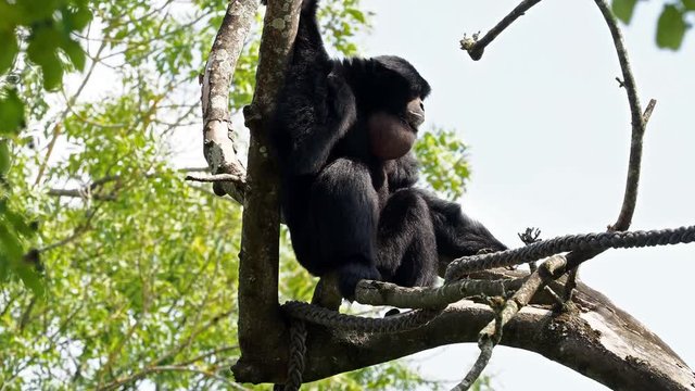 The siamang, Symphalangus syndactylus is an arboreal black-furred gibbon native to the forests of Malaysia, Thailand, and Sumatra. The largest of the gibbons.